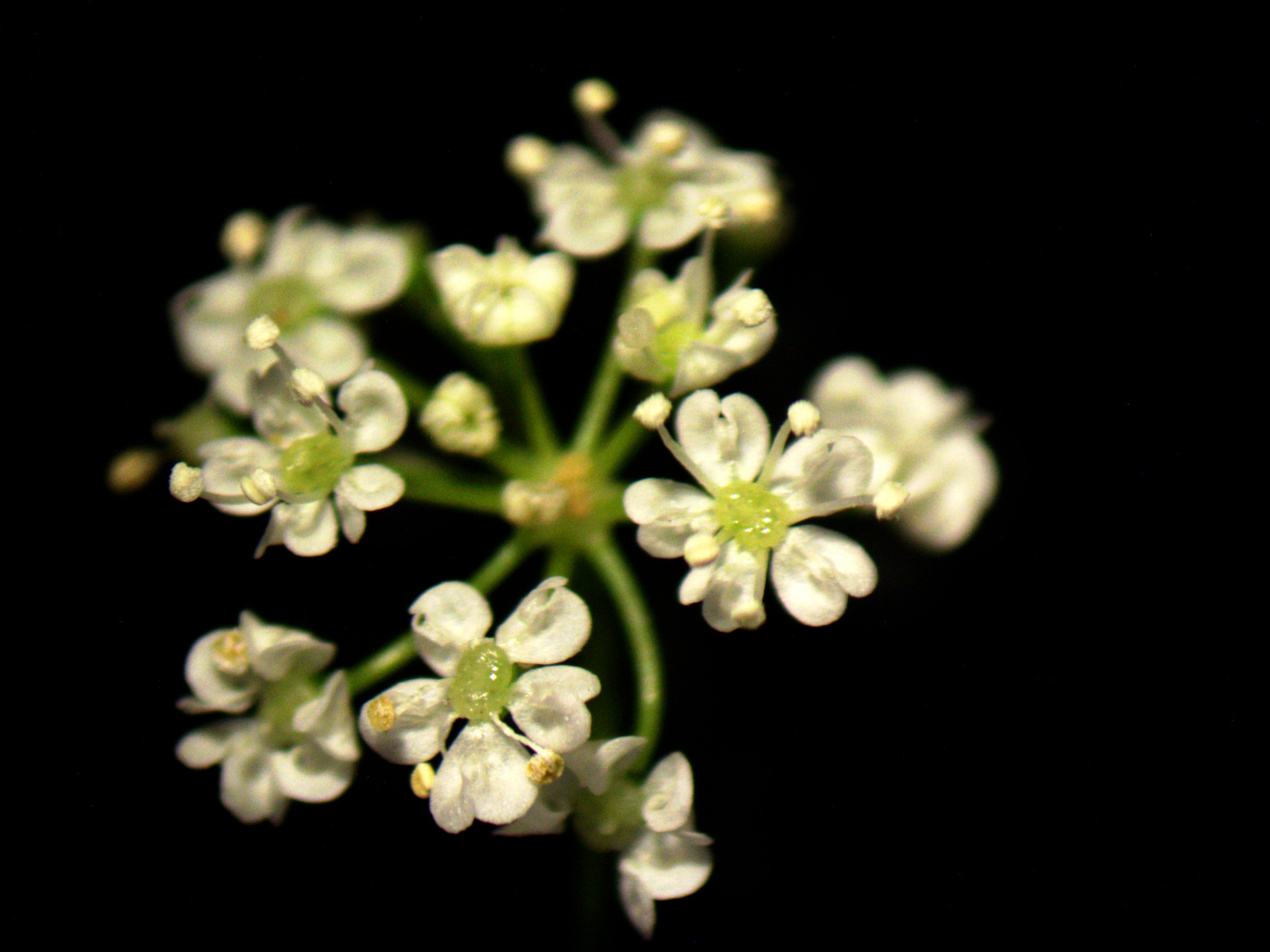 Bunium persicum