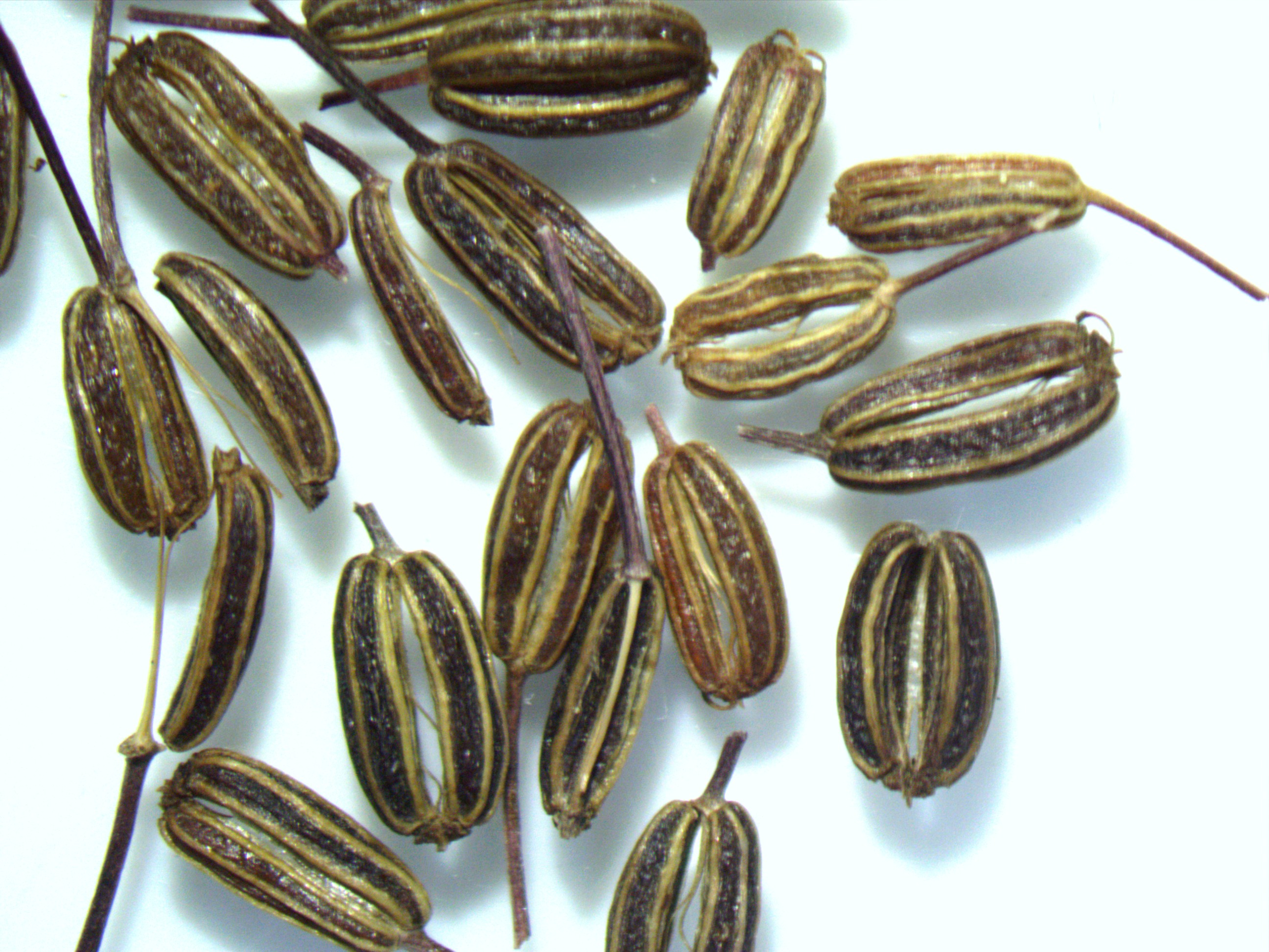 Bunium persicum