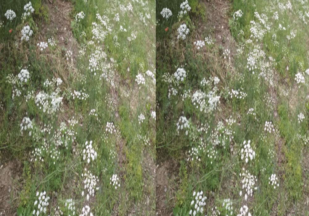 Bunium persicum