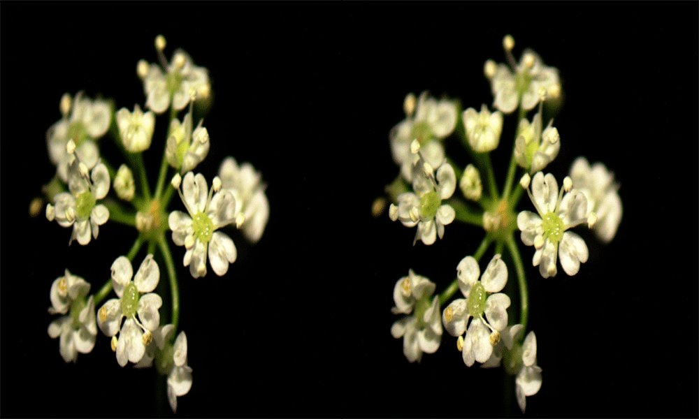 Bunium persicum