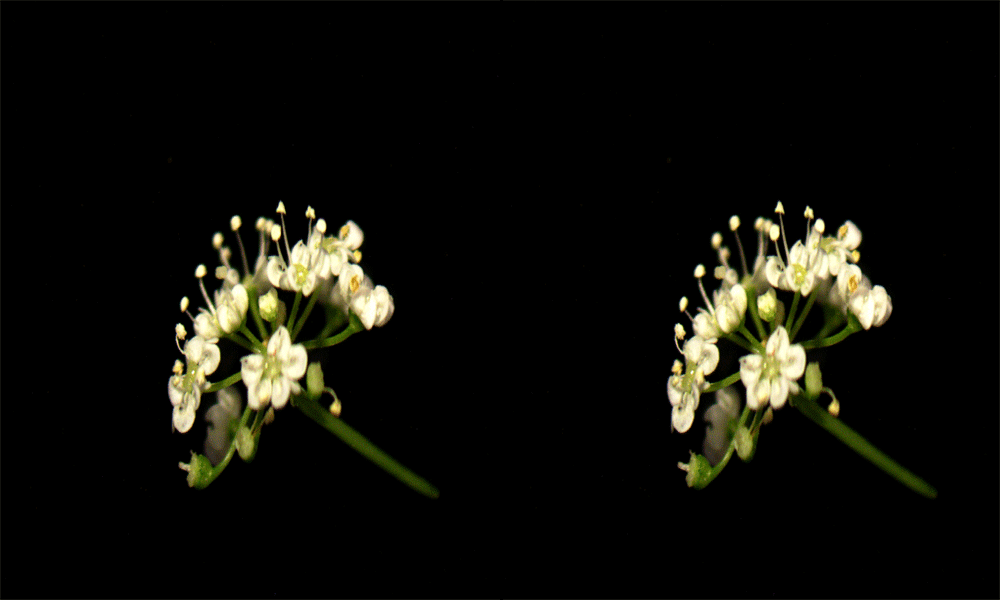 Bunium persicum