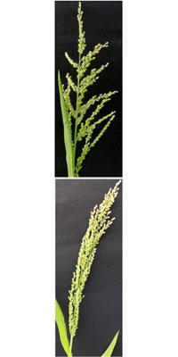 Browntop millet