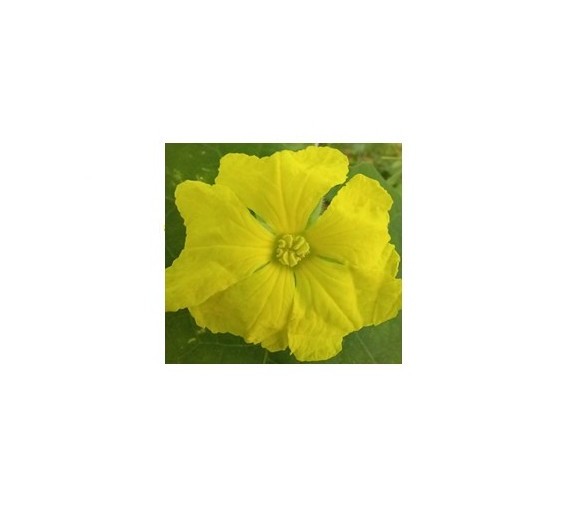Bunium persicum
