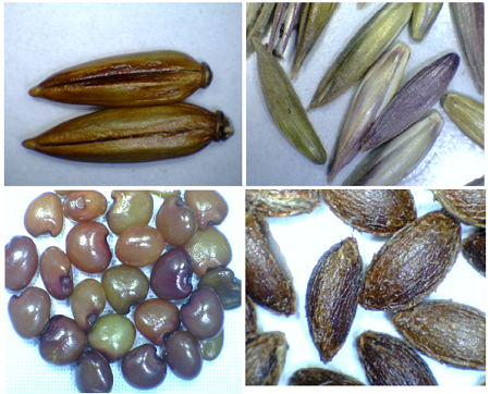 Seeds