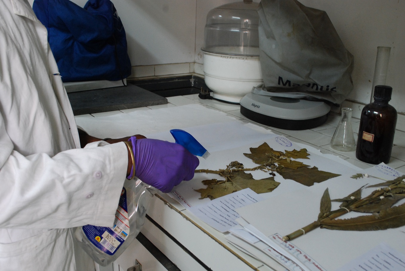 National Herbarium Cultivated Plant